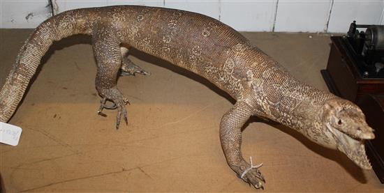 Taxidermy lizzard